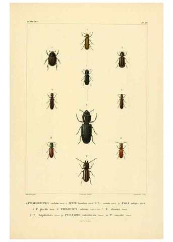 Reproducción/Reproduction 6303247960: Voyage dans l'Amérique Méridionale. v.9. Paris :Pitois-Levrault,1835-47