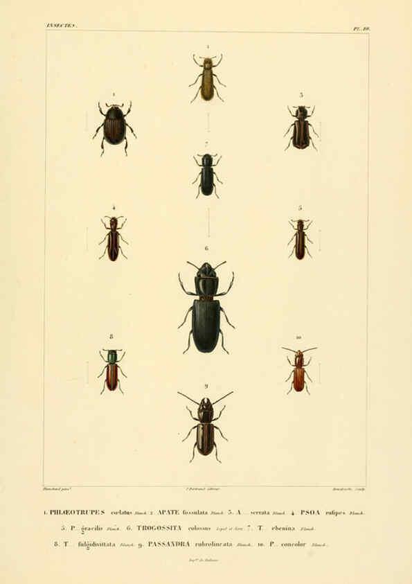 Reproducción/Reproduction 6303247960: Voyage dans l'Amérique Méridionale. v.9. Paris :Pitois-Levrault,1835-47