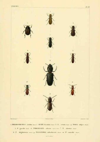 Reproducción/Reproduction 6303247960: Voyage dans l'Amérique Méridionale. v.9. Paris :Pitois-Levrault,1835-47