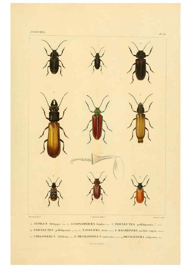 Reproducción/Reproduction 6302722697: Voyage dans l'Amérique Méridionale. v.9. Paris :Pitois-Levrault,1835-47