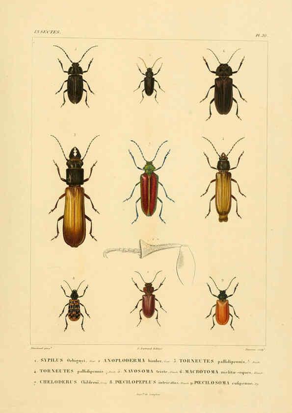Reproducción/Reproduction 6302722697: Voyage dans l'Amérique Méridionale. v.9. Paris :Pitois-Levrault,1835-47