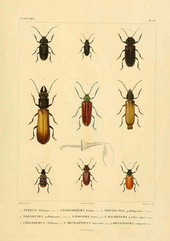 Reproducción/Reproduction 6302722697: Voyage dans l'Amérique Méridionale. v.9. Paris :Pitois-Levrault,1835-47