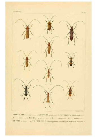 Reproducción/Reproduction 6302722993: Voyage dans l'Amérique Méridionale. v.9. Paris :Pitois-Levrault,1835-47