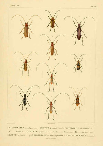 Reproducción/Reproduction 6302722993: Voyage dans l'Amérique Méridionale. v.9. Paris :Pitois-Levrault,1835-47