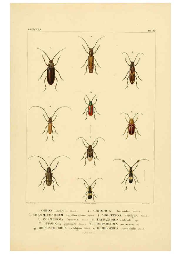 Reproducción/Reproduction 6303248676: Voyage dans l'Amérique Méridionale. v.9. Paris :Pitois-Levrault,1835-47