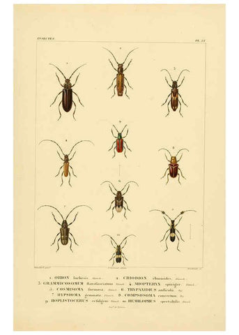 Reproducción/Reproduction 6303248676: Voyage dans l'Amérique Méridionale. v.9. Paris :Pitois-Levrault,1835-47