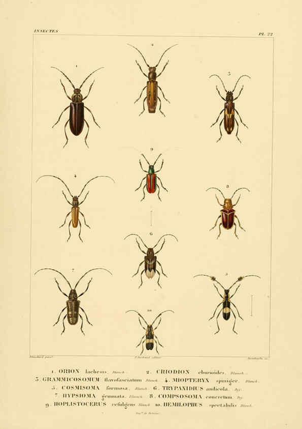 Reproducción/Reproduction 6303248676: Voyage dans l'Amérique Méridionale. v.9. Paris :Pitois-Levrault,1835-47