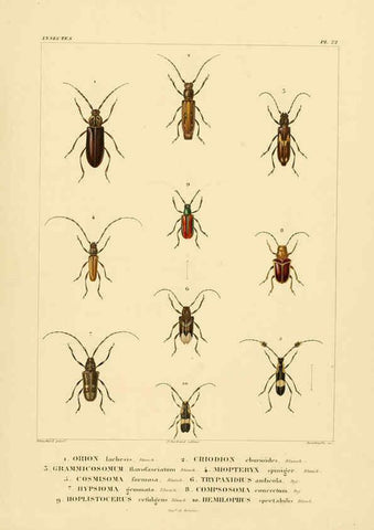 Reproducción/Reproduction 6303248676: Voyage dans l'Amérique Méridionale. v.9. Paris :Pitois-Levrault,1835-47