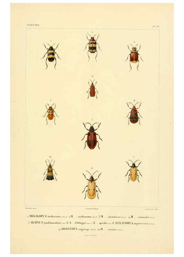 Reproducción/Reproduction 6302723543: Voyage dans l'Amérique Méridionale. v.9. Paris :Pitois-Levrault,1835-47