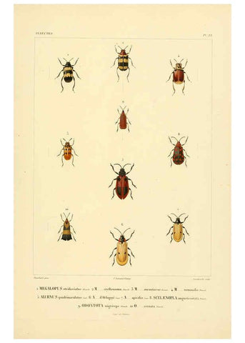 Reproducción/Reproduction 6302723543: Voyage dans l'Amérique Méridionale. v.9. Paris :Pitois-Levrault,1835-47
