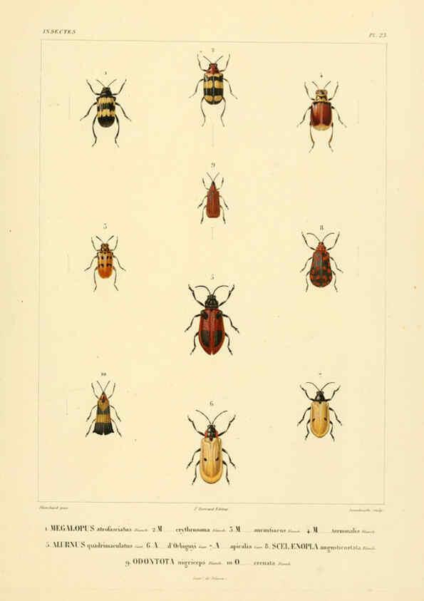 Reproducción/Reproduction 6302723543: Voyage dans l'Amérique Méridionale. v.9. Paris :Pitois-Levrault,1835-47