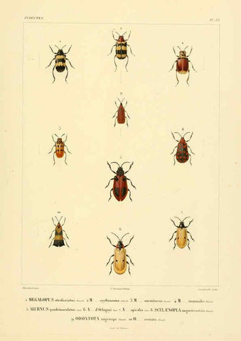 Reproducción/Reproduction 6302723543: Voyage dans l'Amérique Méridionale. v.9. Paris :Pitois-Levrault,1835-47