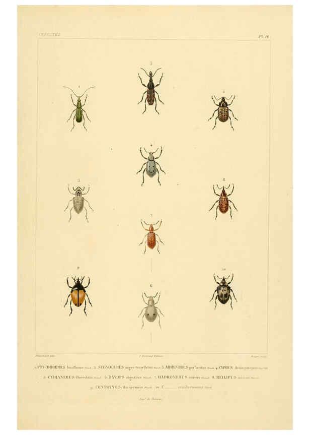 Reproducción/Reproduction 6303247326: Voyage dans l'Amérique Méridionale. v.9. Paris :Pitois-Levrault,1835-47