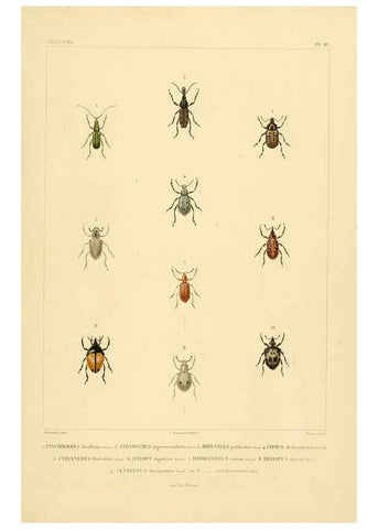 Reproducción/Reproduction 6303247326: Voyage dans l'Amérique Méridionale. v.9. Paris :Pitois-Levrault,1835-47