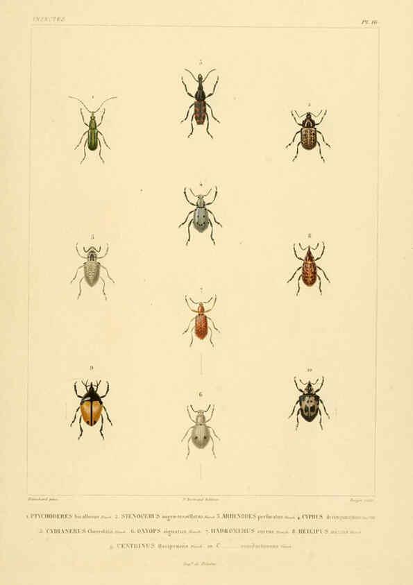 Reproducción/Reproduction 6303247326: Voyage dans l'Amérique Méridionale. v.9. Paris :Pitois-Levrault,1835-47