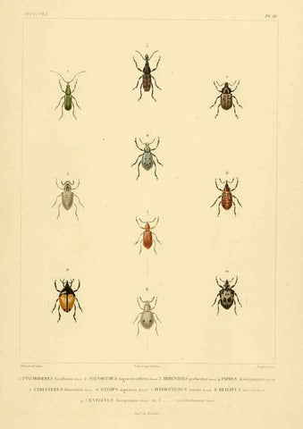 Reproducción/Reproduction 6303247326: Voyage dans l'Amérique Méridionale. v.9. Paris :Pitois-Levrault,1835-47