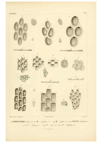 Reproducción/Reproduction 6302708267: Voyage dans l'Amérique Méridionale. v.9. Paris :Pitois-Levrault,1835-47