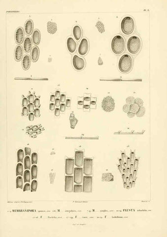 Reproducción/Reproduction 6302708267: Voyage dans l'Amérique Méridionale. v.9. Paris :Pitois-Levrault,1835-47