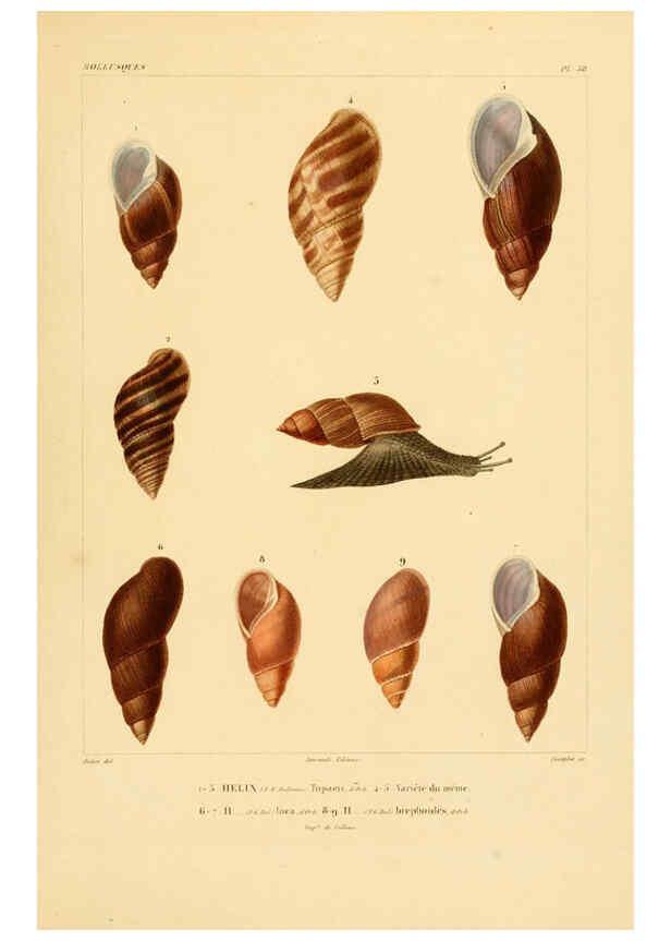 Reproducción/Reproduction 6302692107: Voyage dans l'Amérique Méridionale. v.9. Paris :Pitois-Levrault,1835-47