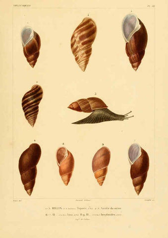 Reproducción/Reproduction 6302692107: Voyage dans l'Amérique Méridionale. v.9. Paris :Pitois-Levrault,1835-47