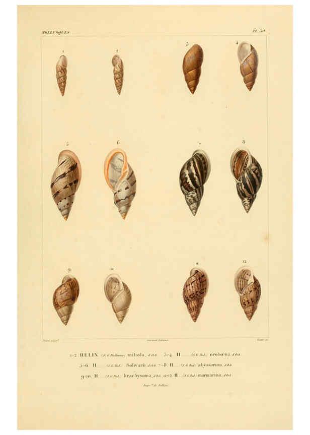 Reproducción/Reproduction 6302692333: Voyage dans l'Amérique Méridionale. v.9. Paris :Pitois-Levrault,1835-47