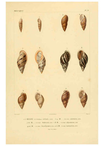 Reproducción/Reproduction 6302692333: Voyage dans l'Amérique Méridionale. v.9. Paris :Pitois-Levrault,1835-47
