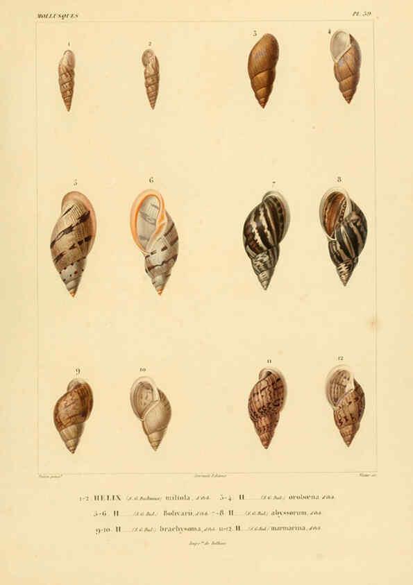 Reproducción/Reproduction 6302692333: Voyage dans l'Amérique Méridionale. v.9. Paris :Pitois-Levrault,1835-47