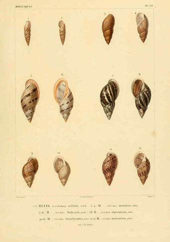 Reproducción/Reproduction 6302692333: Voyage dans l'Amérique Méridionale. v.9. Paris :Pitois-Levrault,1835-47