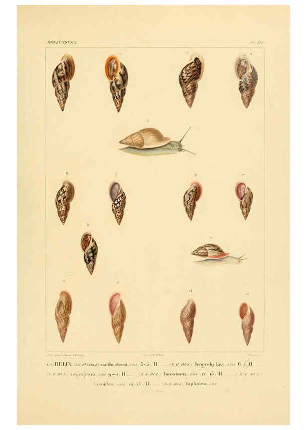 Reproducción/Reproduction 6302692713: Voyage dans l'Amérique Méridionale. v.9. Paris :Pitois-Levrault,1835-47