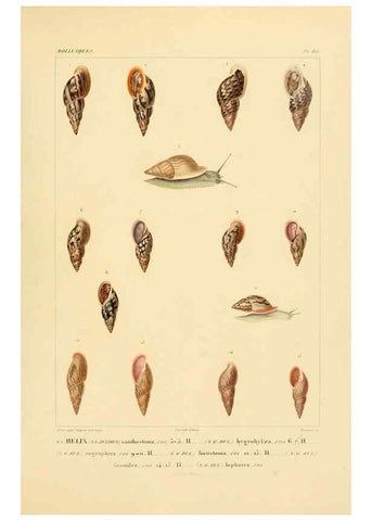 Reproducción/Reproduction 6302692713: Voyage dans l'Amérique Méridionale. v.9. Paris :Pitois-Levrault,1835-47