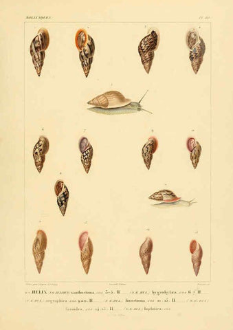 Reproducción/Reproduction 6302692713: Voyage dans l'Amérique Méridionale. v.9. Paris :Pitois-Levrault,1835-47