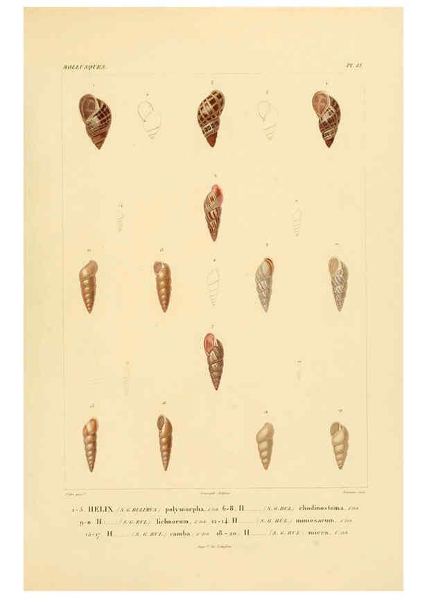 Reproducción/Reproduction 6302692975: Voyage dans l'Amérique Méridionale. v.9. Paris :Pitois-Levrault,1835-47