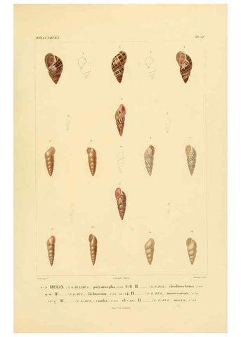 Reproducción/Reproduction 6302692975: Voyage dans l'Amérique Méridionale. v.9. Paris :Pitois-Levrault,1835-47
