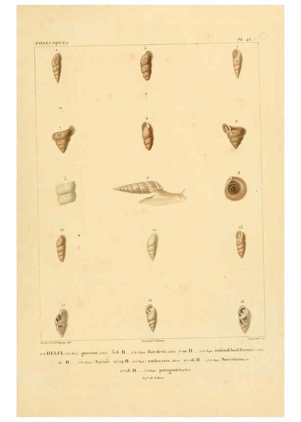 Reproducción/Reproduction 6302693203: Voyage dans l'Amérique Méridionale. v.9. Paris :Pitois-Levrault,1835-47