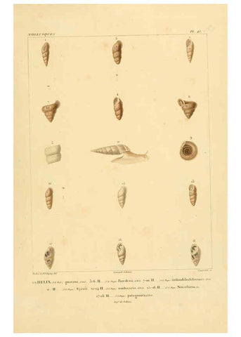 Reproducción/Reproduction 6302693203: Voyage dans l'Amérique Méridionale. v.9. Paris :Pitois-Levrault,1835-47