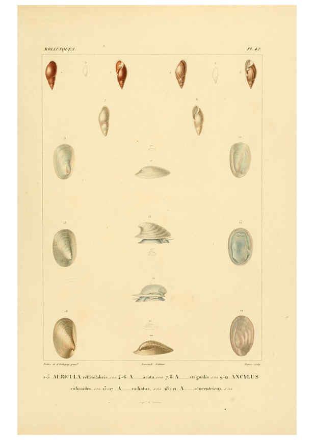 Reproducción/Reproduction 6303218788: Voyage dans l'Amérique Méridionale. v.9. Paris :Pitois-Levrault,1835-47