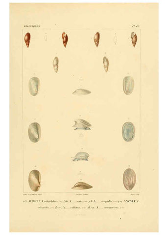 Reproducción/Reproduction 6303218788: Voyage dans l'Amérique Méridionale. v.9. Paris :Pitois-Levrault,1835-47