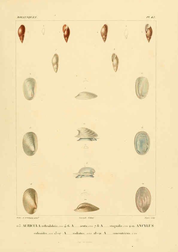 Reproducción/Reproduction 6303218788: Voyage dans l'Amérique Méridionale. v.9. Paris :Pitois-Levrault,1835-47