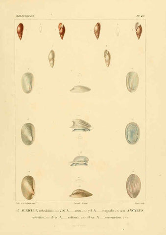 Reproducción/Reproduction 6303218788: Voyage dans l'Amérique Méridionale. v.9. Paris :Pitois-Levrault,1835-47