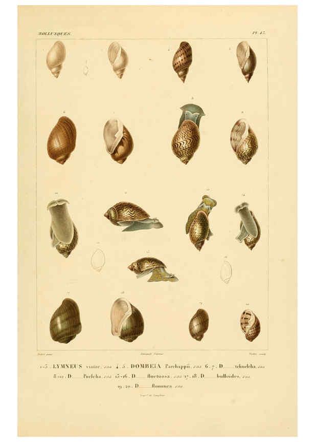 Reproducción/Reproduction 6302693581: Voyage dans l'Amérique Méridionale. v.9. Paris :Pitois-Levrault,1835-47