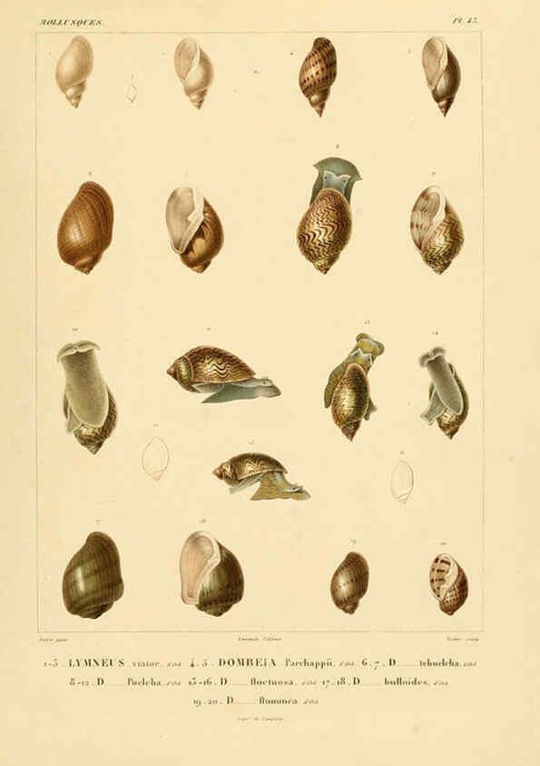 Reproducción/Reproduction 6302693581: Voyage dans l'Amérique Méridionale. v.9. Paris :Pitois-Levrault,1835-47