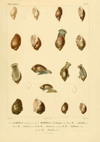 Reproducción/Reproduction 6302693581: Voyage dans l'Amérique Méridionale. v.9. Paris :Pitois-Levrault,1835-47