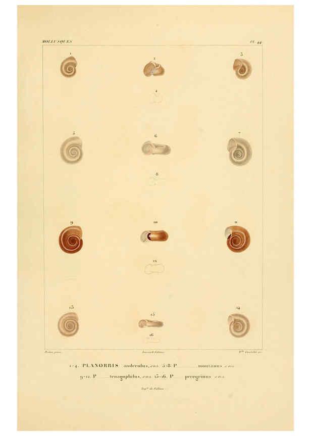 Reproducción/Reproduction 6302693833: Voyage dans l'Amérique Méridionale. v.9. Paris :Pitois-Levrault,1835-47