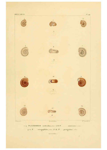 Reproducción/Reproduction 6302693833: Voyage dans l'Amérique Méridionale. v.9. Paris :Pitois-Levrault,1835-47