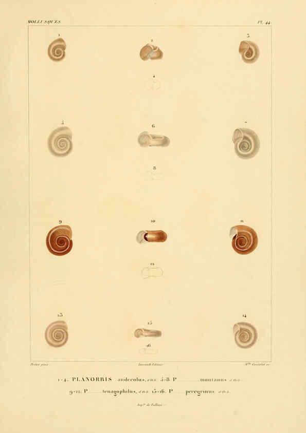 Reproducción/Reproduction 6302693833: Voyage dans l'Amérique Méridionale. v.9. Paris :Pitois-Levrault,1835-47