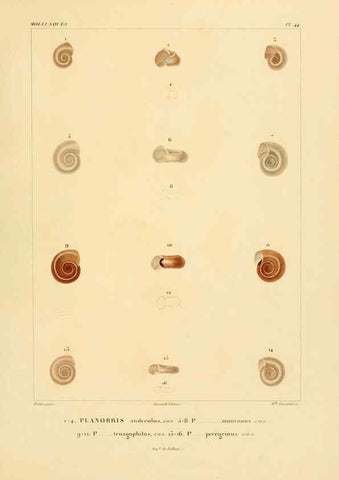 Reproducción/Reproduction 6302693833: Voyage dans l'Amérique Méridionale. v.9. Paris :Pitois-Levrault,1835-47