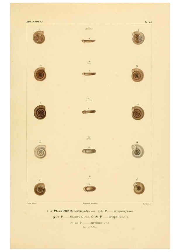 Reproducción/Reproduction 6303219500: Voyage dans l'Amérique Méridionale. v.9. Paris :Pitois-Levrault,1835-47