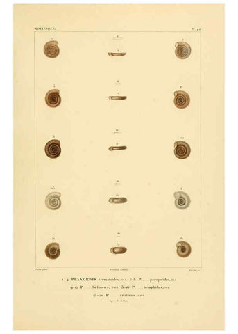 Reproducción/Reproduction 6303219500: Voyage dans l'Amérique Méridionale. v.9. Paris :Pitois-Levrault,1835-47