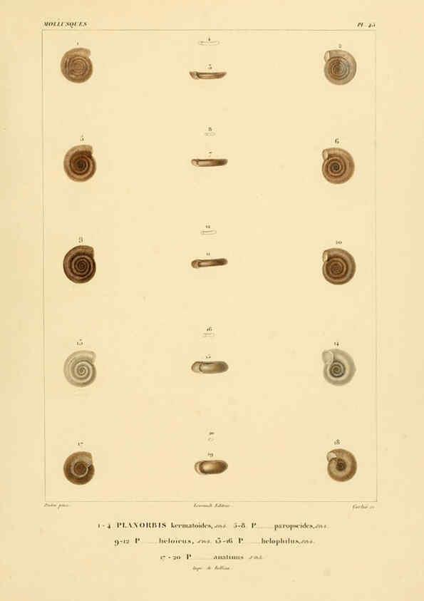 Reproducción/Reproduction 6303219500: Voyage dans l'Amérique Méridionale. v.9. Paris :Pitois-Levrault,1835-47