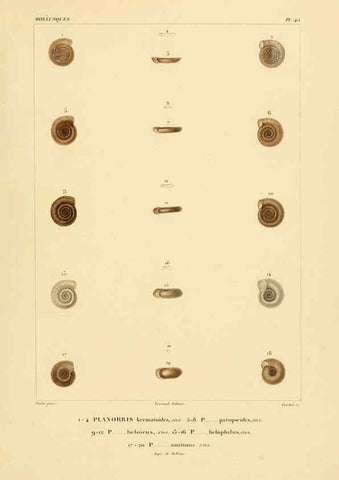 Reproducción/Reproduction 6303219500: Voyage dans l'Amérique Méridionale. v.9. Paris :Pitois-Levrault,1835-47